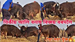 TINGIYA ALI VS BIJOY BORDOLOI || #mohjuj #buffalofight #bull #wildanimals #mohjujassam