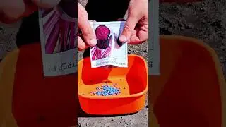Sowed beets (three hybrids) #gardeneralex