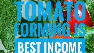 Tomato 🍅 farming  Best and better income farming  vegetables  @TechnicalFarming