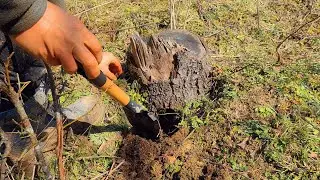 Survival Skills:  Stove Made from a Tree Stump. Bushcraft #survival #camping #lifehack #bushcraft