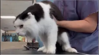 Laid Back Cat gets Groomed
