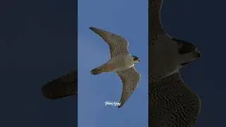 Peregrine Falcon, the fastest animal on planet earth.  #falcons #peregrinefalcon #birdsofprey #birds