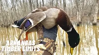 Flooded Timber Duck Hunting