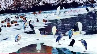 Wintervögel…