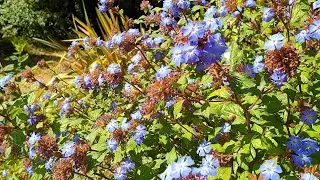 Ceratostigma willmottianum - Chinese plumbago