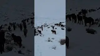#horses #winter #mountains