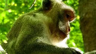 Mommy  Monkey Jane Feel anxious On Tree, What Happening?