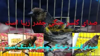 صدای گلسر ماده چقدر زیبا است
