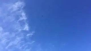 Eagles Soaring above Pacific: Glorious Mated Pair