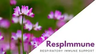 RespImmune Respiratory Immune Support #immunesupport #naturalremedies #immunesystemsupport #immunity