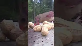Unusual Bird Behavior: Cardinal Takes In-Shell Peanut. #nature