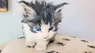 Maine Coon Male Polydactyl Kitten 