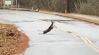Deer Falls on the road