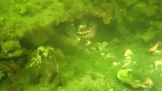 Clubduiken Poseidon Divingteam 2010.mp4