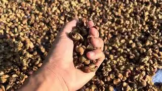 Robusta Wet Hulled Murah
