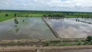 Kawasan Budidaya Padi Desa Belanti Siam, Kabupaten Kapuas, Kalimantan Tengah