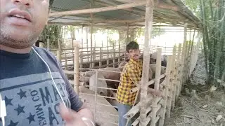Pig Dimapur Nagaland  transport wholesaler  @ 8130301238