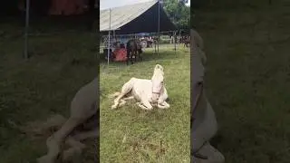 जो लोग कहते हैं घोड़ा नहीं बैठता है 🐎 #new #horse #video #viral #shortvideo #youtube #horselover