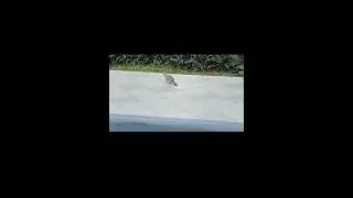 Good morning bird#bird #goodmorning #smresidences