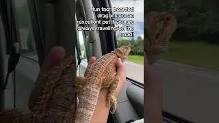 pro road-tripper pet?! #trends #beardie #funny