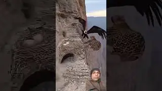 Falcon vs Pigeon High-Speed Attack