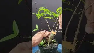 Menentukan gerak dasar pada bonsai anting putri#caraperawatanbonsai #antingputri 