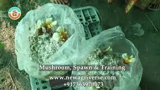 Ganoderma Mushroom farm tour