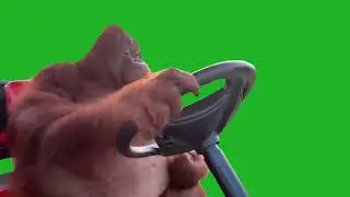 Monkey driving golf cart Green Screen