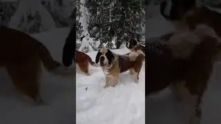 that time of year (Dog appreciation)