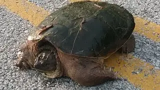 Large shelled bass!!!