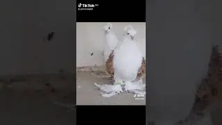 ГОЛУБИ ПОРОДЫ КУЧЕРЯВЫЕ И КИНГИ.