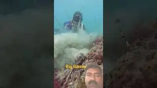 #shortvideo #fishing #biglobster #trendingshorts