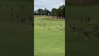 Meanwhile in Australia, a game of golf was interrupted by hundreds of kangaroos. #animals #golf