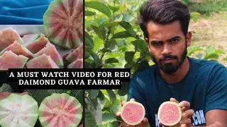 Red Diamond Guava A to Z Information /Red Diamond Amrud ki Kheti Ka Puri Jankari || 6295779752