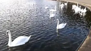 White Swans in Lake (UK Water Birds)