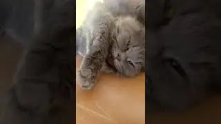 #Shorts #persiancat cute grey semi adult persian cat #Shorts video #funvideo