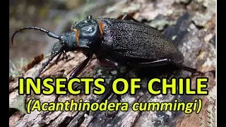 INSECTS OF CHILE  (Acanthinodera cummingi)