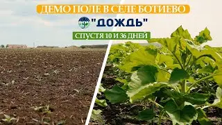 Демо поле от Евралис в селе Ботиево. Спустя 10 и 36 дней.