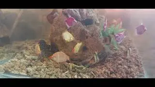 Big Giant - lobster protecting her old skin from bad fish invaders