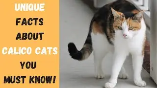 Why Calico Cats Are So SPECIAL and UNIQUE