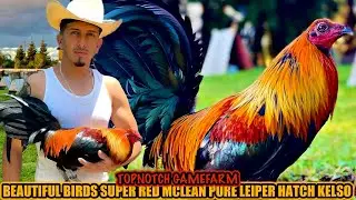 Beautiful Birds Super Red Mclean Pure Leiper Hatch Kelso ~ TOPNOTCH GAMEFARM