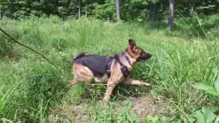 German Shepherd on Tracking Lesson! Tracking Dog Virginia