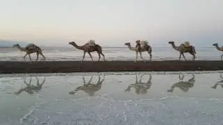 Salt Caravan - Danakil Depression 26th of Dec 2016
