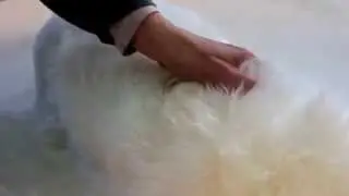 AlloTapis - Tapis en v&eacute;ritable peau de mouton