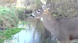 Creek Whitetails