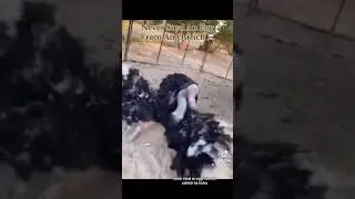 Never Steal An Egg From An Ostrich&hellip; #interesting