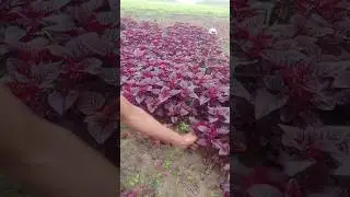 #village #agriculture #image