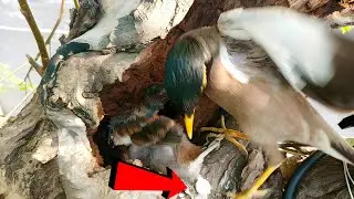 Strange myna nest moments in summer days!