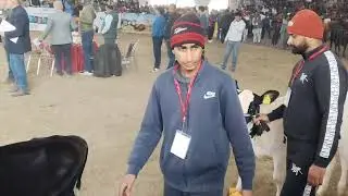 Dfa competition, female calf Ring,10 jan,2026, Kurkshetra Haryana
