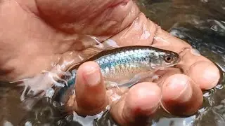 My Tiny Darling - Tanago / Micro Fishing Trip